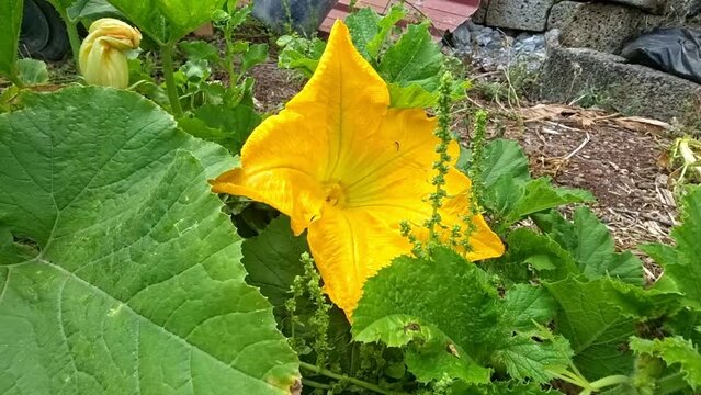flores de calabac&iacute;n