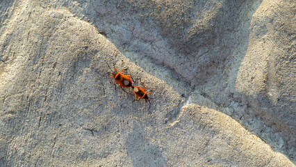 Heteroptera bugs