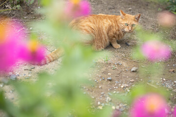 花壇の向こうの茶トラ猫
