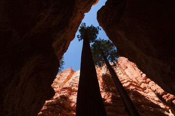 Le parc national Bryce cayon avec ses immenses amphithéâtres naturels parsemés de nombreux...