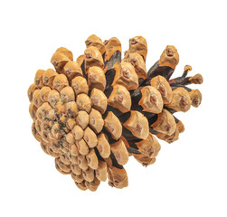 Pinecone isolated on white background with clipping path