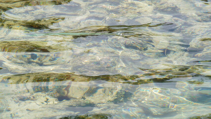 fish on surface of the water movement
