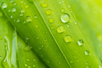 Macro closeup of Beautiful fresh green leaf with drop of water in morning sunlight nature background.