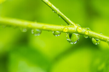 Macro closeup of Beautiful fresh green leaf with drop of water in morning sunlight nature background.