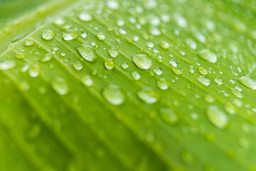 Macro closeup of Beautiful fresh green leaf with drop of water in morning sunlight nature background.