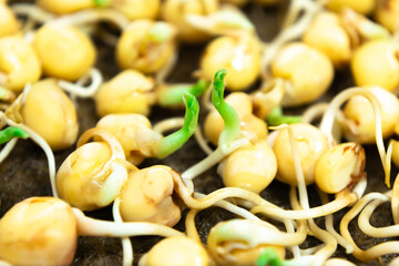 Pea seeds sprouted for food with small roots and rudiments of leaves in tray. Close up.