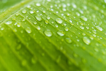 Macro closeup of Beautiful fresh green leaf with drop of water in morning sunlight nature background.
