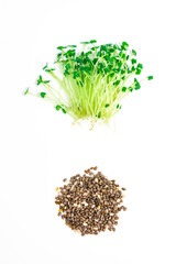 Green young sprouts of chia (Salvia hispanica) grow were grown for food. Cut microgreen shoots  close up near seeds on white background.