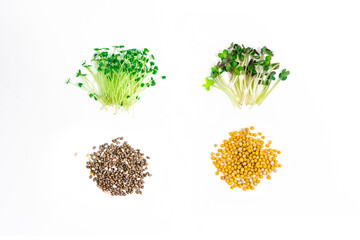 Green young sprouts of chia grow were grown for food. Cut microgreen shoots  close up near seeds on white background.