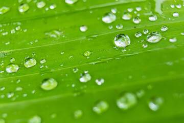 Macro closeup of Beautiful fresh green leaf with drop of water in morning sunlight nature background.