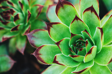 Common houseleek or Sempervivum tectorum growing in back yard