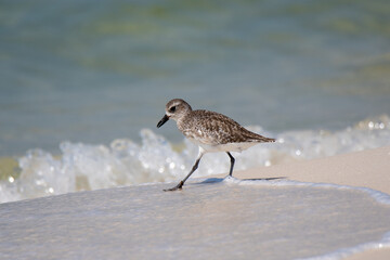black bellied plover and waves