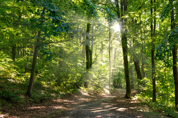 Fototapeta premium Hiking trail in summer forest