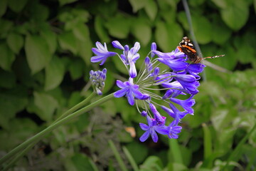 butterfly on a flower