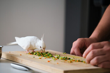 Albino cockatiel eating the vegetables its owner has prepared. White-faced Lutinos mutation.