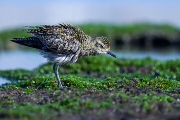 Bird. Bird background. Pacific golden plover at sea. Bird closeup. Habitat pose of bird. Natural background. Beautiful birds. Pluvialis fulva.