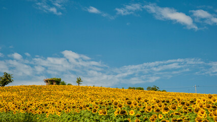 Monferrato, Piemonte, Italia - 19 Luglio 2021:.Girasole in campo di girasoli. La fioritura dei girasoli, fiori di un giallo brillante nella campagna del Piemonte in Italia..