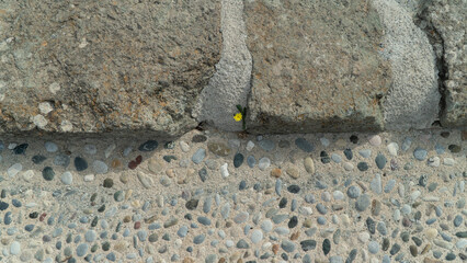 A small yellow flower breaks through the stones - a new life, a craving for existence