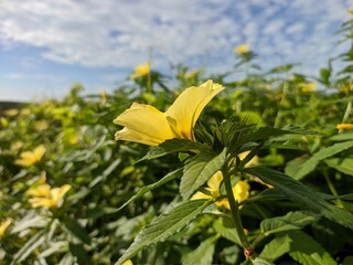 Damiana Flower (Turnera Ulmifolia) blooming in the morning