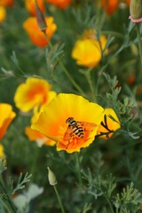 A bee collects nectar on a honey-yellow flower of Eschscholzia californica