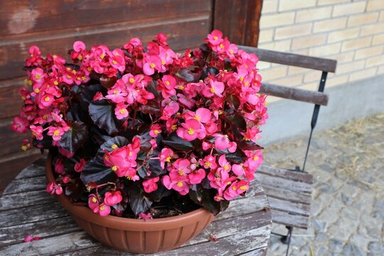 A luxurious begonia in a brown pot stand on a wooden table,filling everything around with comfort. 