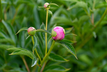 Pink Peony Blubs Ready To Bloom In Spring