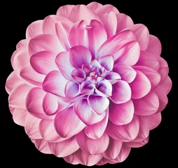 Fototapeten Pink dahlia flower  on black isolated background with clipping path. Closeup. For design. Nature. © nadezhda F