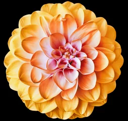 Foto op Aluminium Yellow  dahlia flower  on black isolated background with clipping path. Closeup. For design. Nature. © nadezhda F