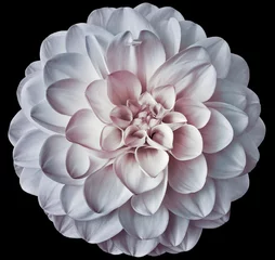 Deurstickers White   dahlia flower  on black isolated background with clipping path. Closeup. For design. Nature. © nadezhda F