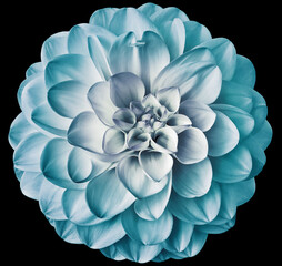 Light   turquoise  dahlia flower  on black isolated background with clipping path. Closeup. For...