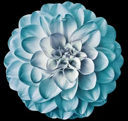 Fotobehang Light   turquoise  dahlia flower  on black isolated background with clipping path. Closeup. For design. Nature. © nadezhda F