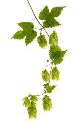 Hop vine isolated with transparent background - 523557548