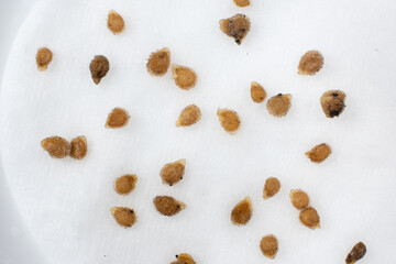 Growing tomatoes from seeds, step by step. Step 1 - soaking in water on a cotton pad