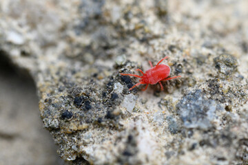 Tiny red spiders on a stone.