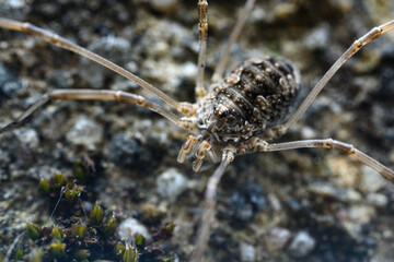 Detail of the spider on the body.