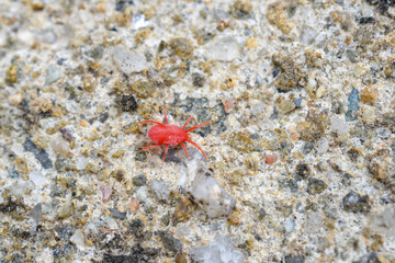 Tiny red spiders on a stone.