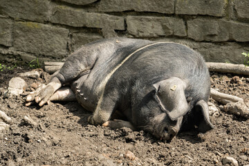 Female grouse lying in the dirt.