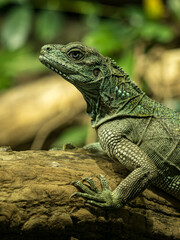 Obraz premium Detail of the head and front legs of a lizard on a trunk.