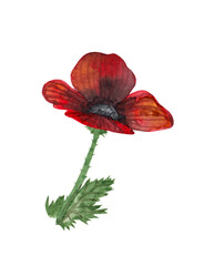 watercolor red poppies, wild flower