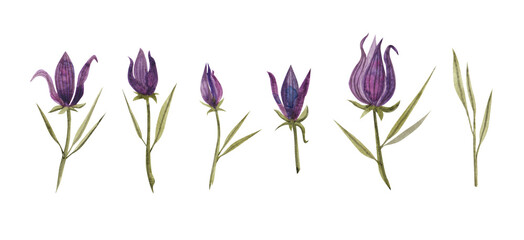 watercolor field bell, wild flowers purple