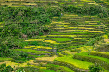 Rice terraces at Bontoc in northern Luzon Island, Philippines.