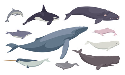 Flat set of different whales and dolphins. Isolated animals on white background. Vector illustration © Paul Kovaloff