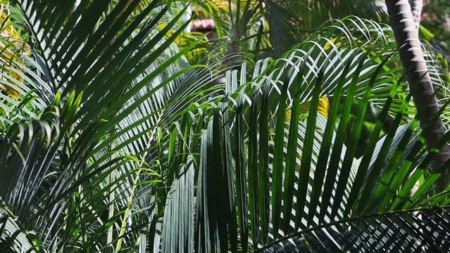 Large palm leaves are swaying in the wind.Green leaves of tropical plants in the sun.A close-up of a palm tree with lush green foliage swaying in a light breeze.A screensaver for a tropical background