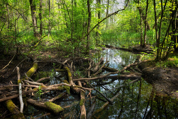 Wetlands In Kampinos Forest In Poland - 523559371