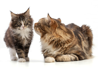 Cute kitten and her maine coon father