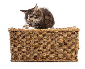 Cute maine coon cat playing on a wicker box