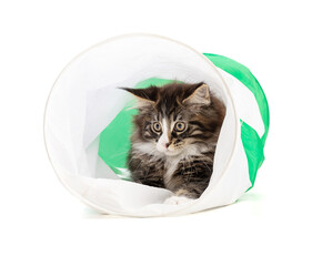 Cute maine coon kitten playing in a tunnel