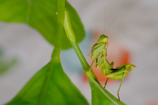 European dwarf mantis insect, Ameles spallanzania