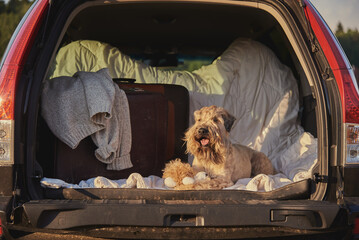 dog sitting in car trunk with luggage. Irish soft coated wheaten terrier. 