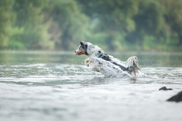 Obraz premium flying dog. Active australian shepherd jumping in the water. Active holiday with a pet